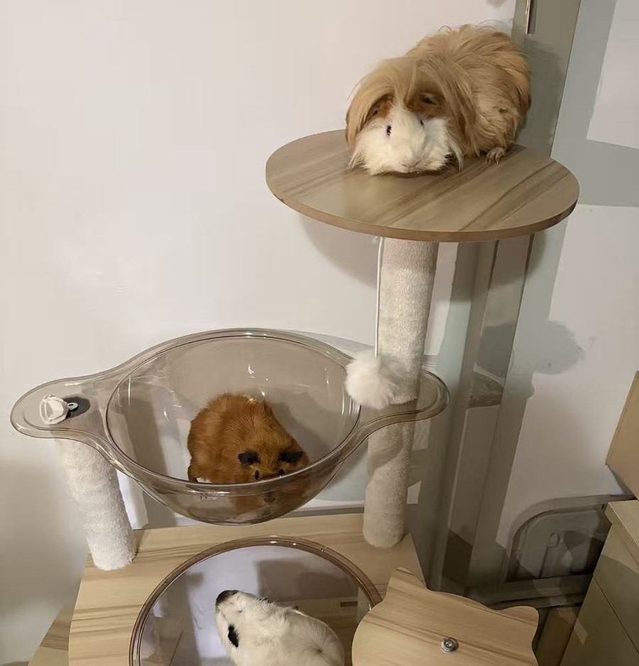 Three guinea pigs resting on the levels of a small wooden climbing tree