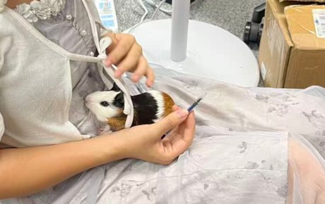 Hands holding a guinea pig and giving her medicine from a syringe