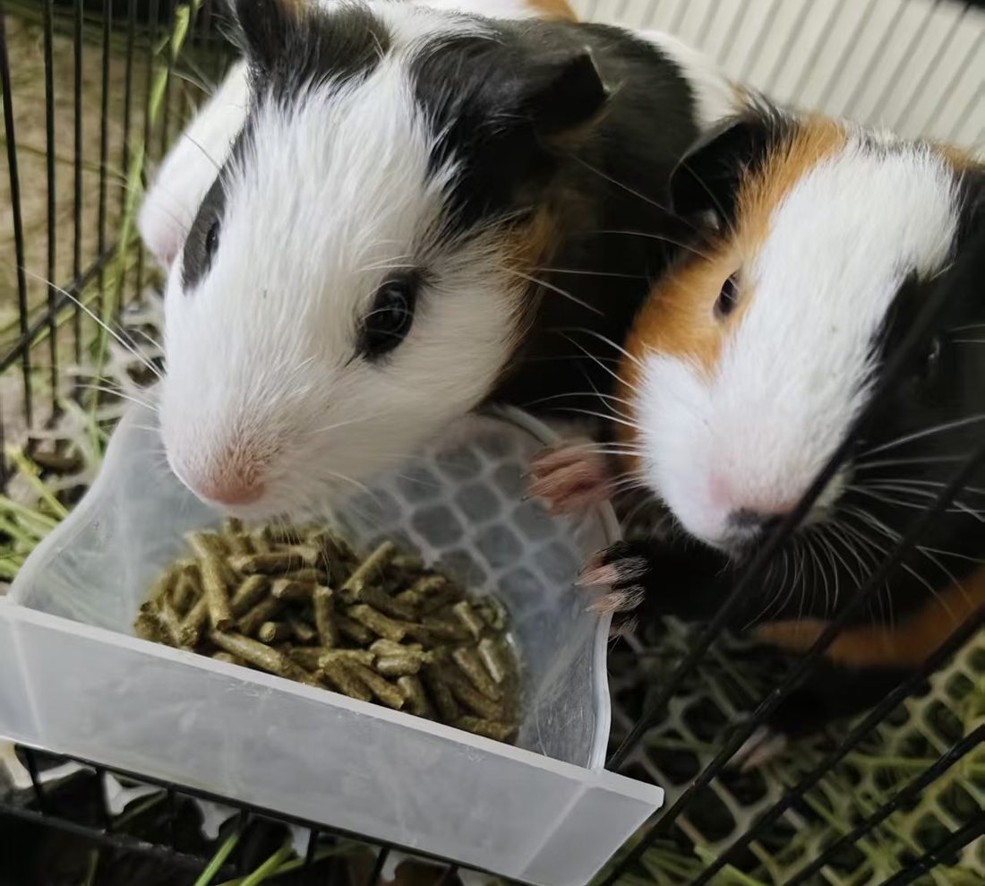 Two tri-colour guinea pigs at a food bowl in their cage