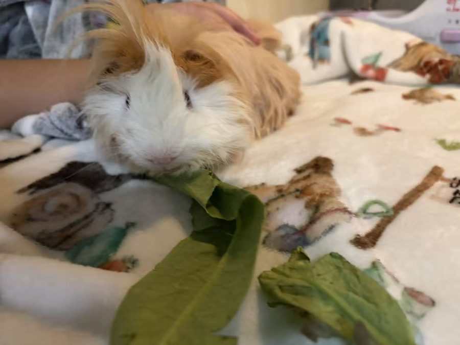 Night view: a long-haired guinea pig lying still on a blanket