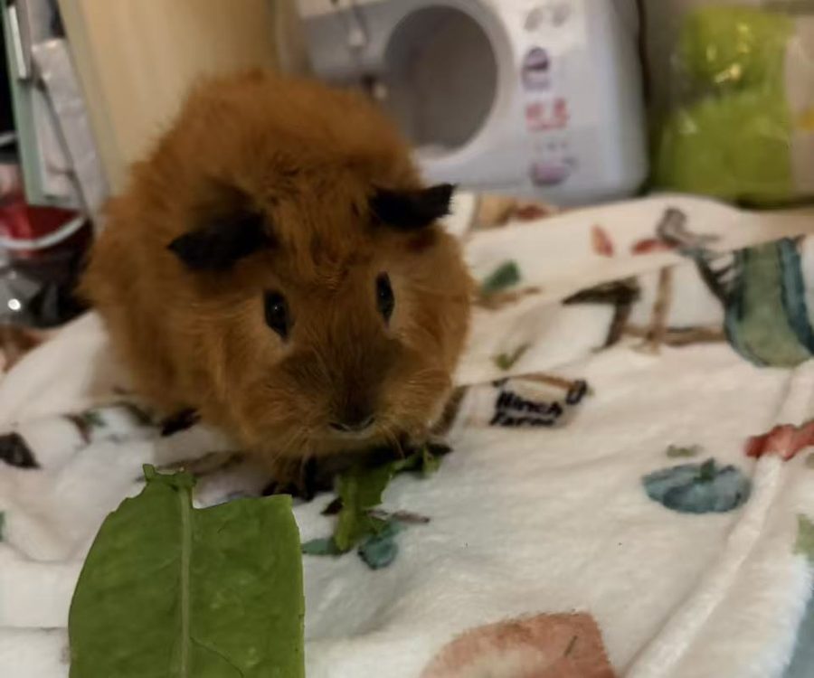 A ginger guinea pig on a blanket, with an uneaten lettuce leaf in front of her