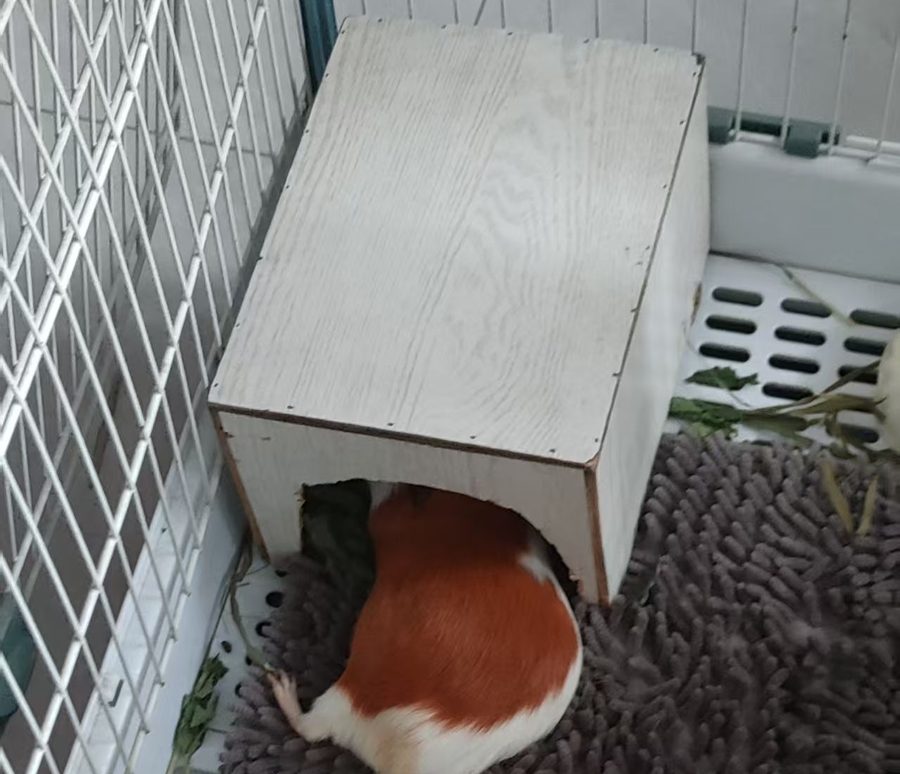 A ginger-and-white guinea pig going into a wooden hideout